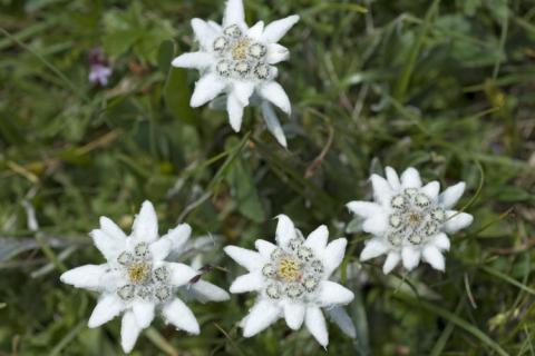 edelweiss
