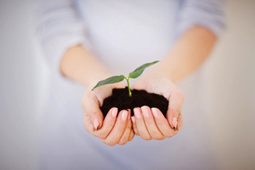 Hands Holding Seedling
