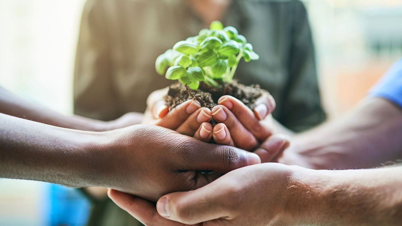 sector agroalimentario