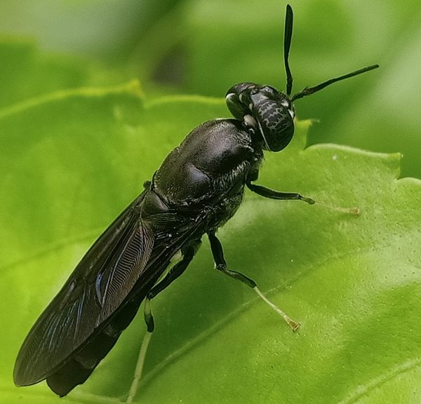 Hermetia,Illucens,,The,Black,Soldier,Fly,,Is,A,Common,And