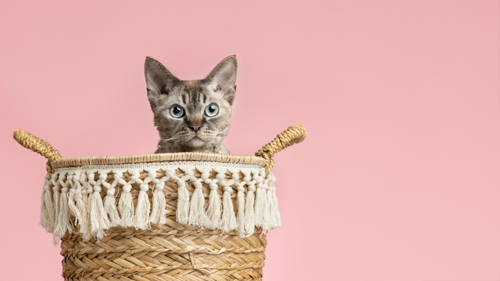 Meow Metrics, la plataforma que ayuda a gestionar colonias felinas municipales