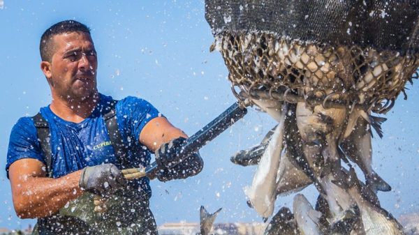 Estándar de Granja ASC