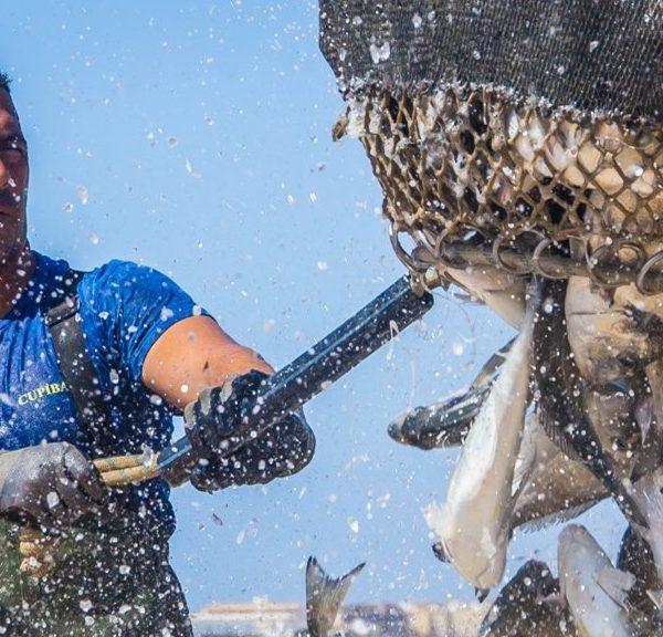 Estándar de Granja ASC