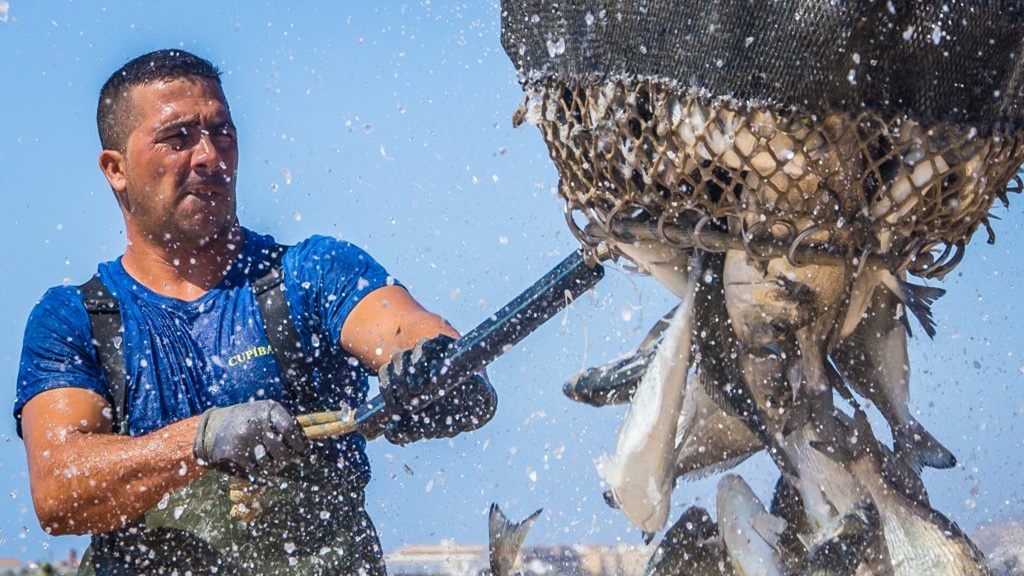 Estándar de Granja ASC