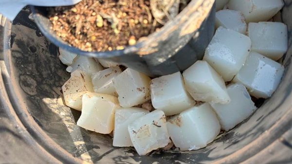 agua sólida en una maceta