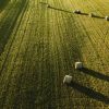 sector agrario