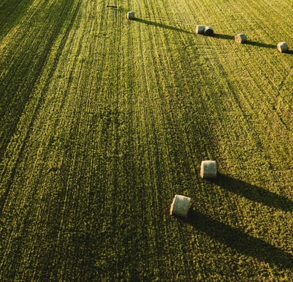 sector agrario